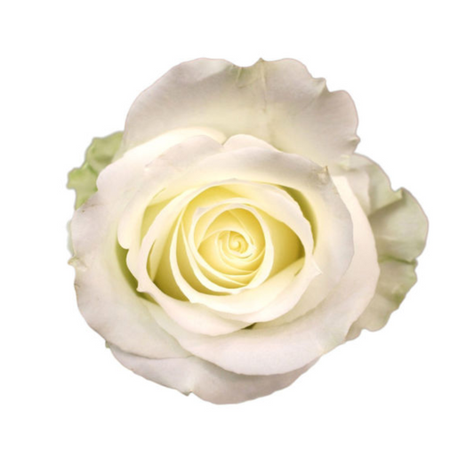 Rose Avalanche