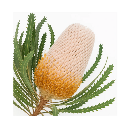 Banksia