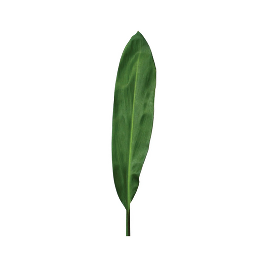 Ti Leaf