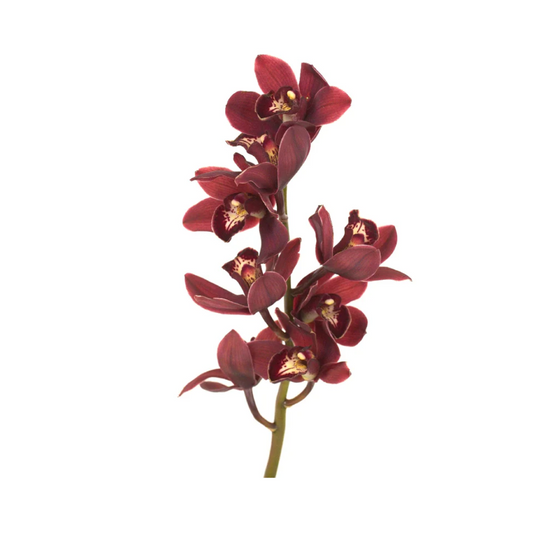 Cymbidium Orchid Mini