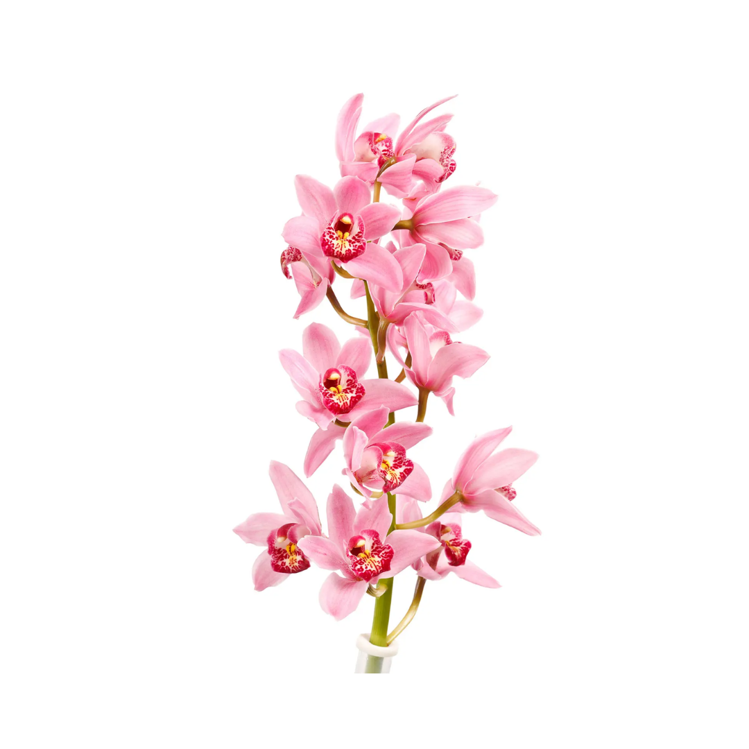 Cymbidium Orchid Mini