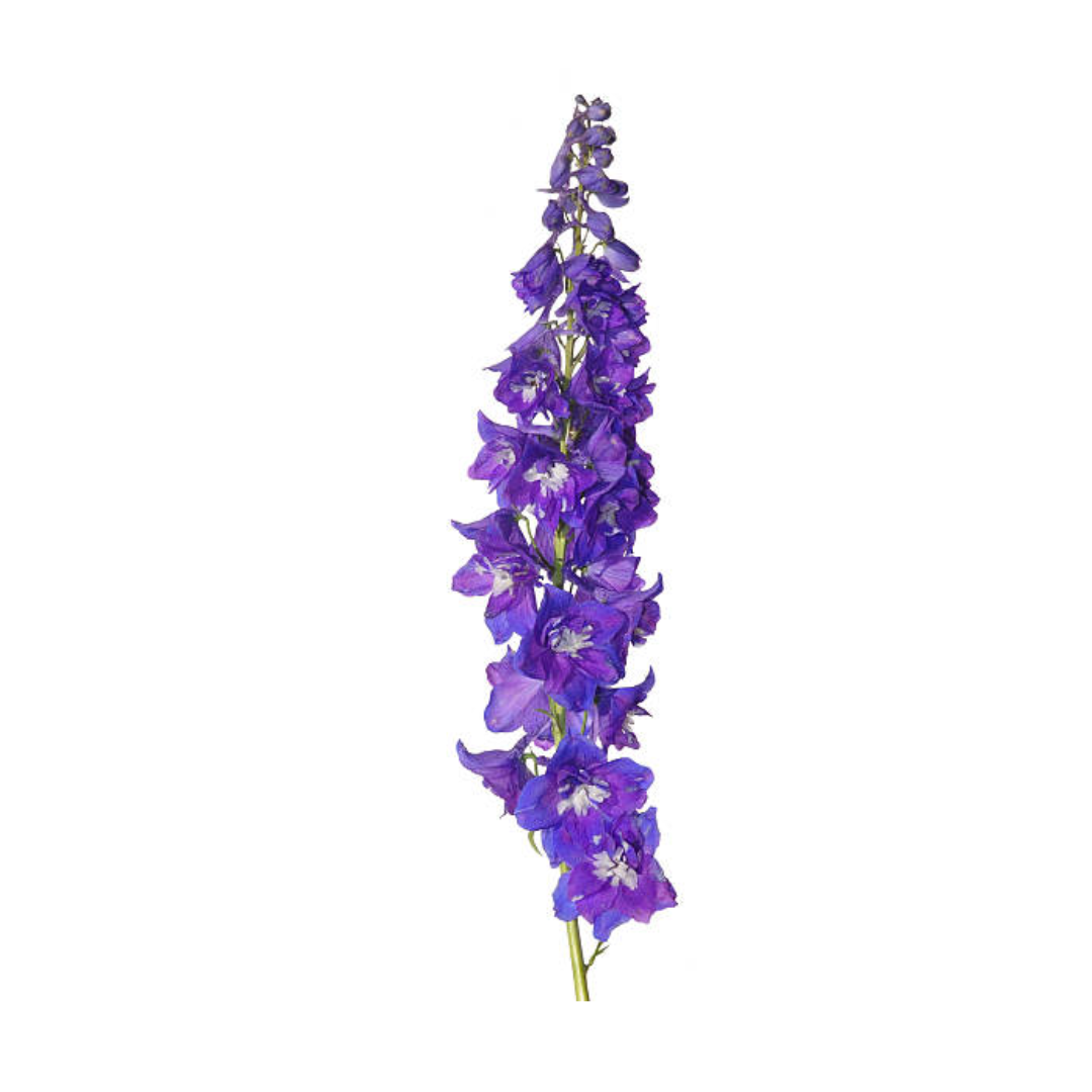 Delphinium