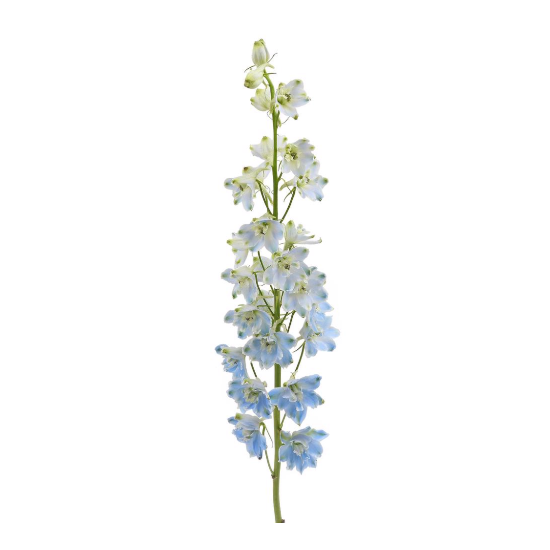 Delphinium