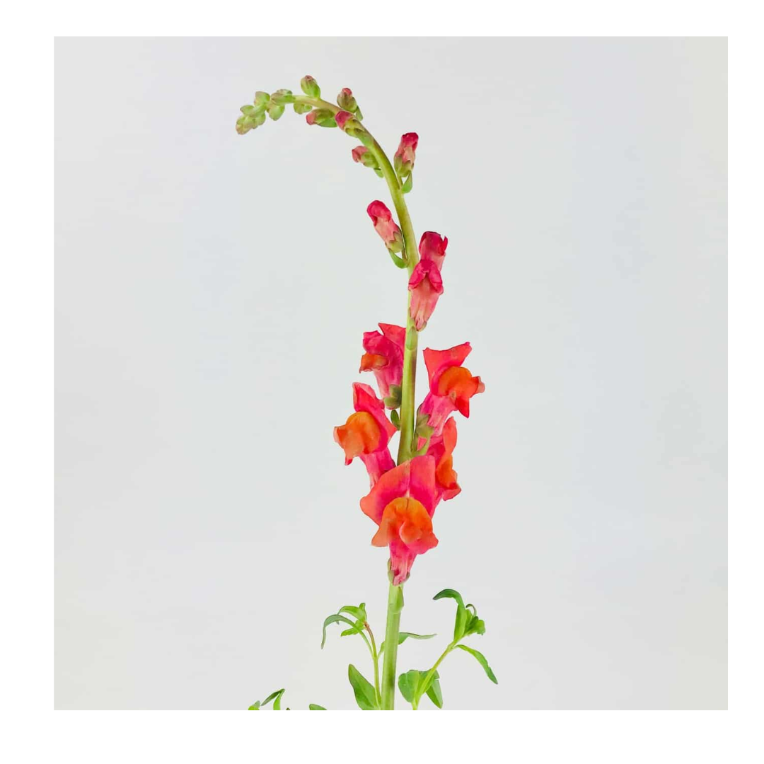 Snapdragon