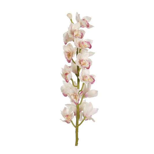 Cymbidium Orchid
