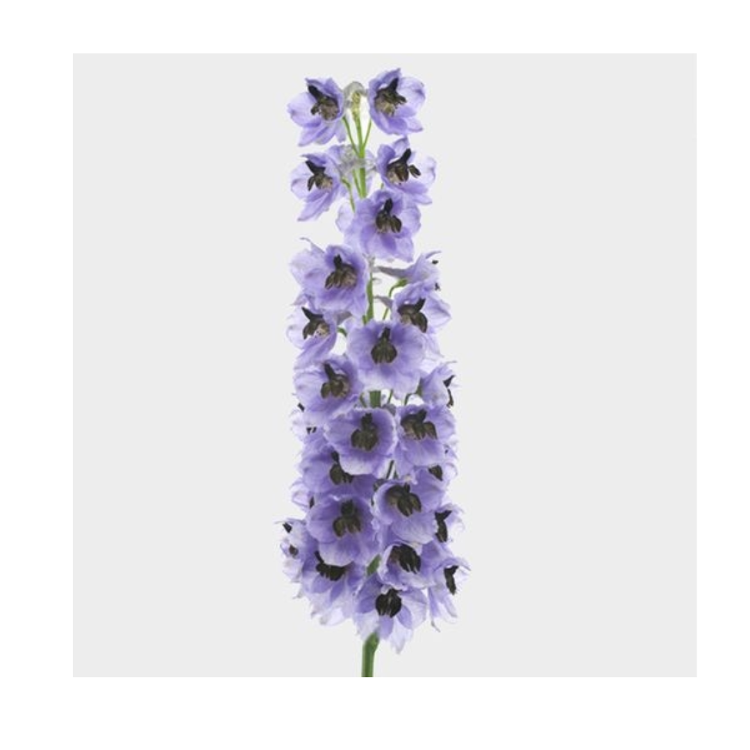 Delphinium