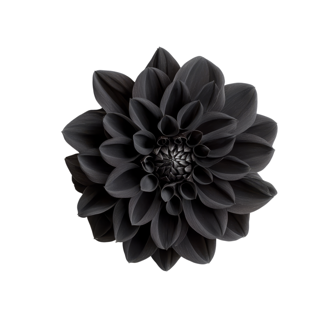 Dahlia