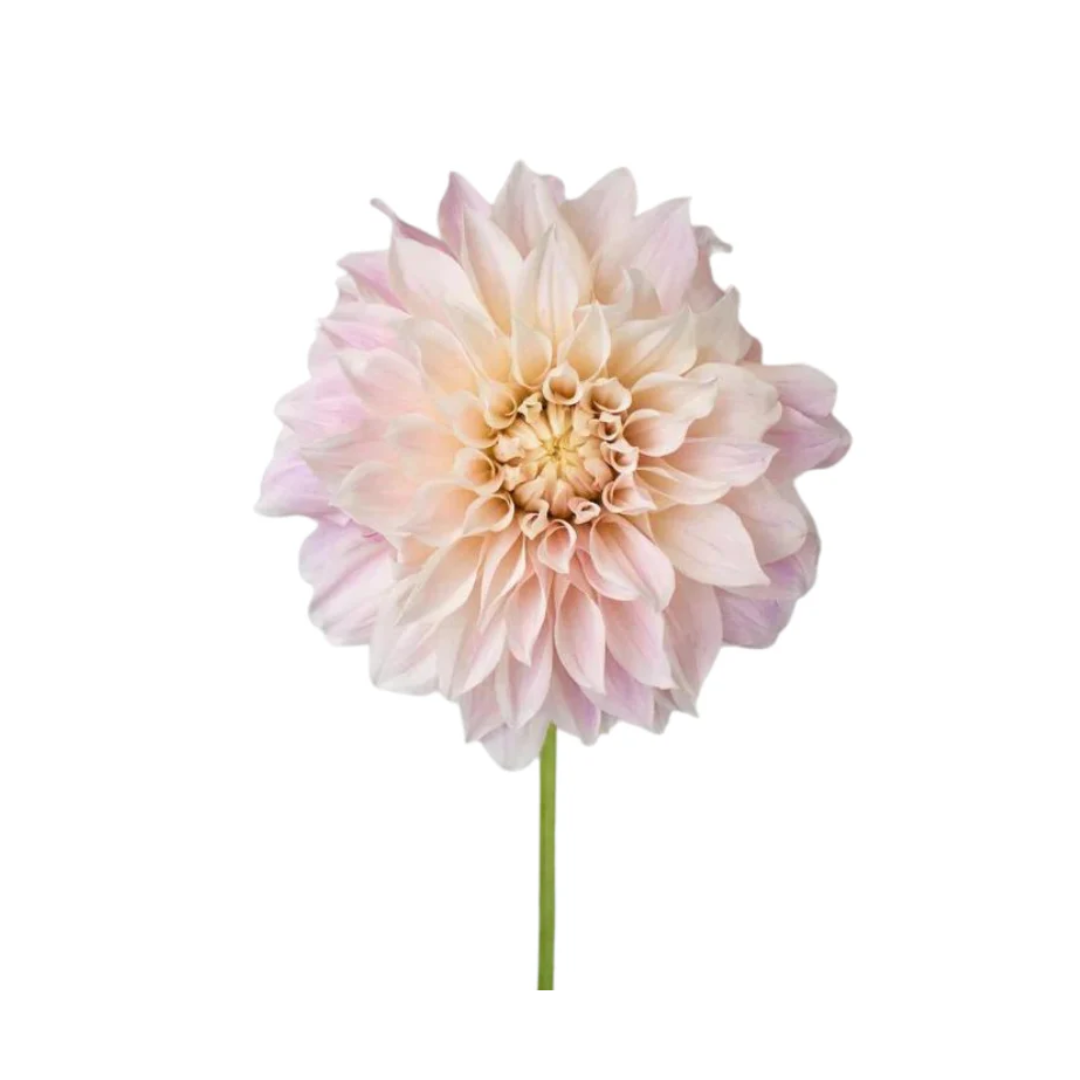 Dahlia