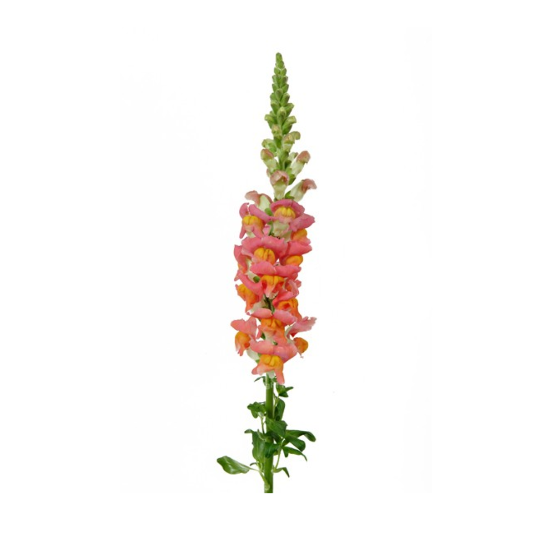Snapdragon