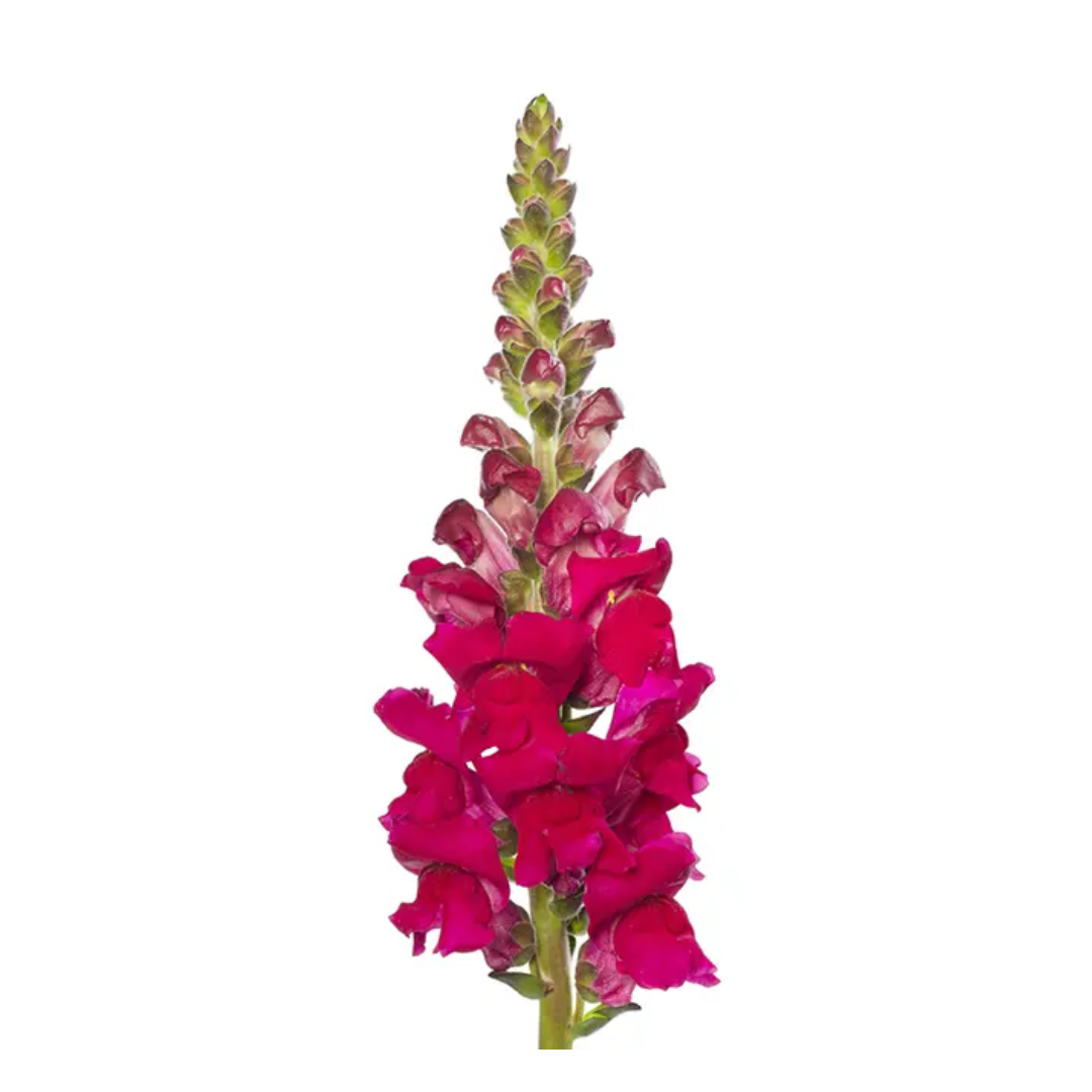 Snapdragon