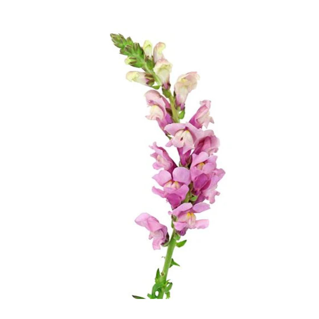 Snapdragon