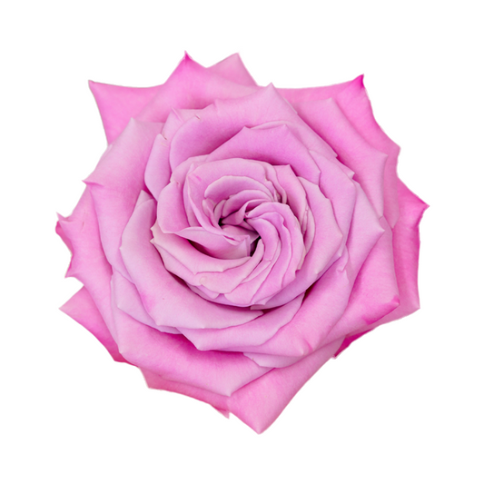 Rose Babaloo