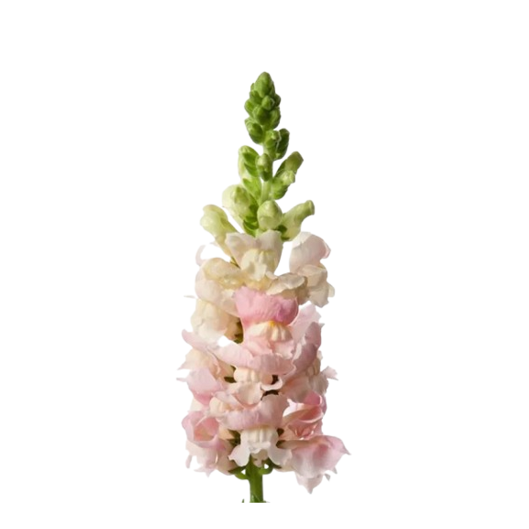 Snapdragon