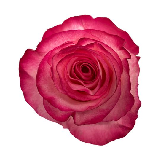 Rose High and Candy