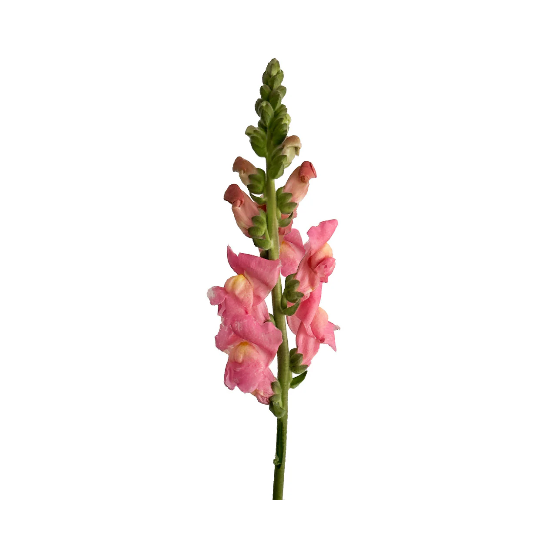 Snapdragon