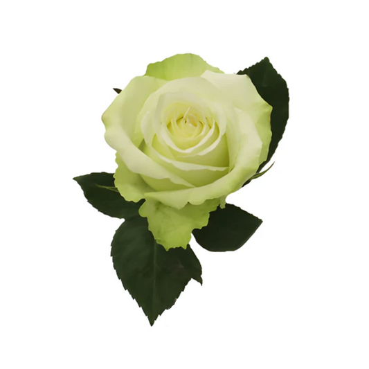 Rose High and Peace