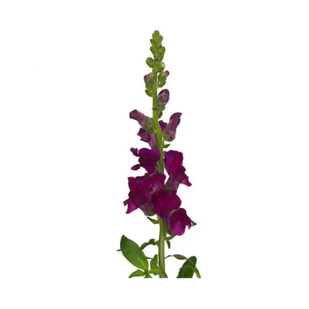 Snapdragon