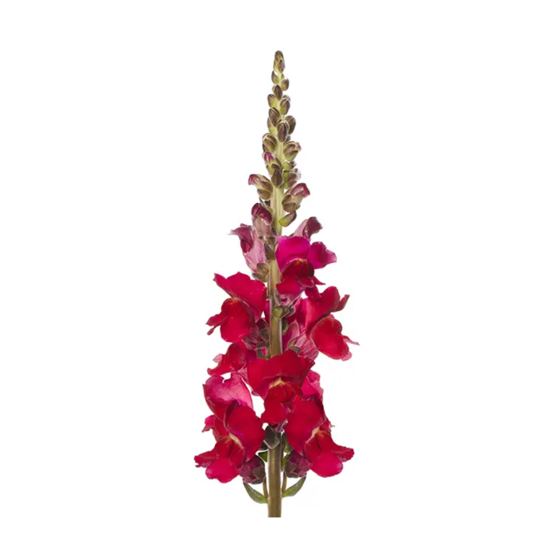 Snapdragon