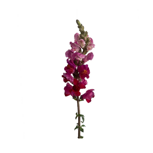 Snapdragon