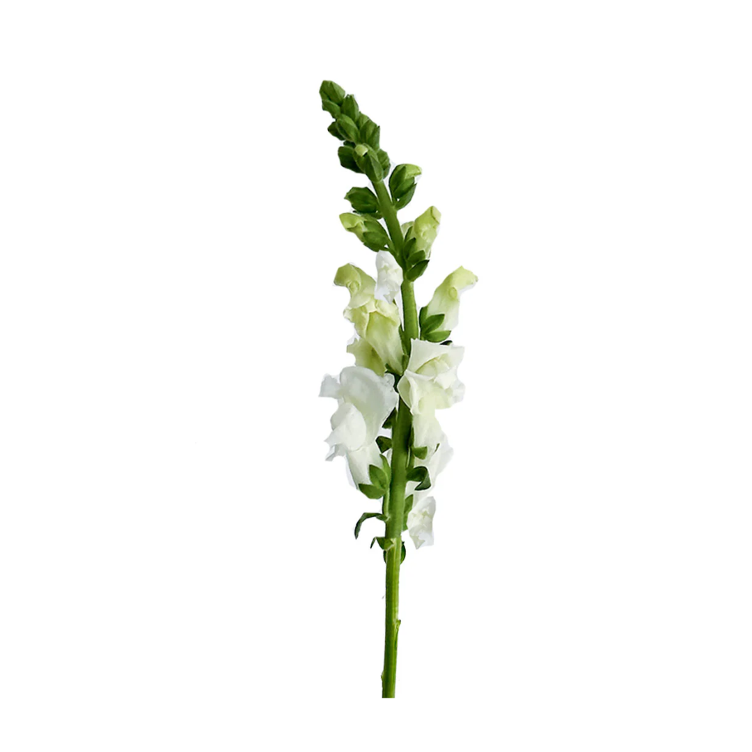 Snapdragon