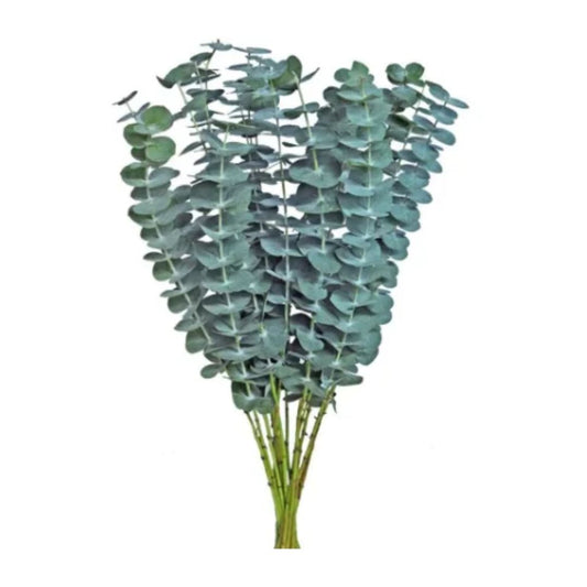 Eucalyptus
