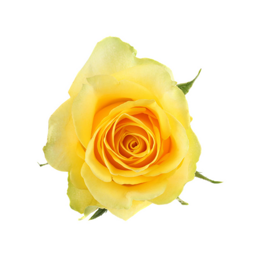 Rose Moonwalk