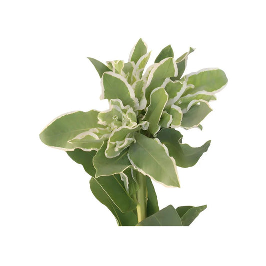 Euphorbia (Snow on the Mountain)