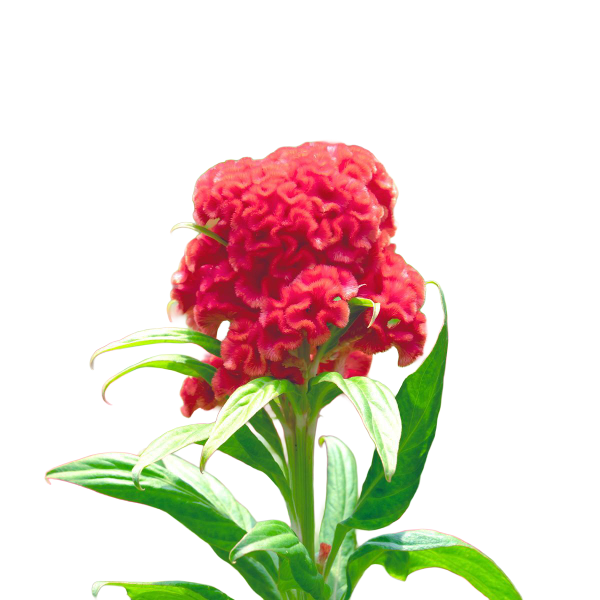 Celosia