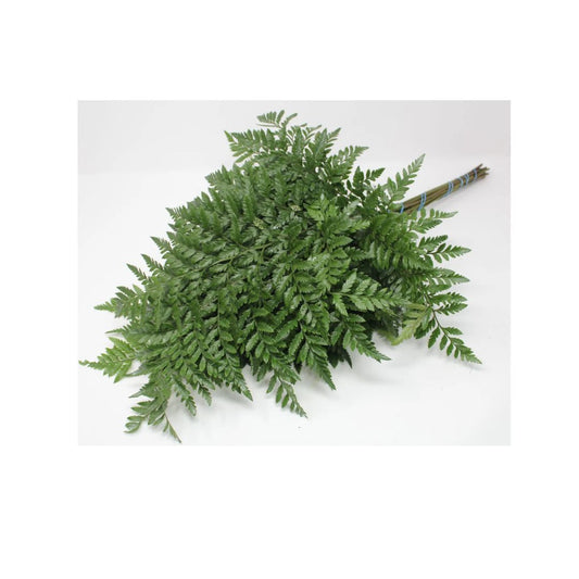 Fern