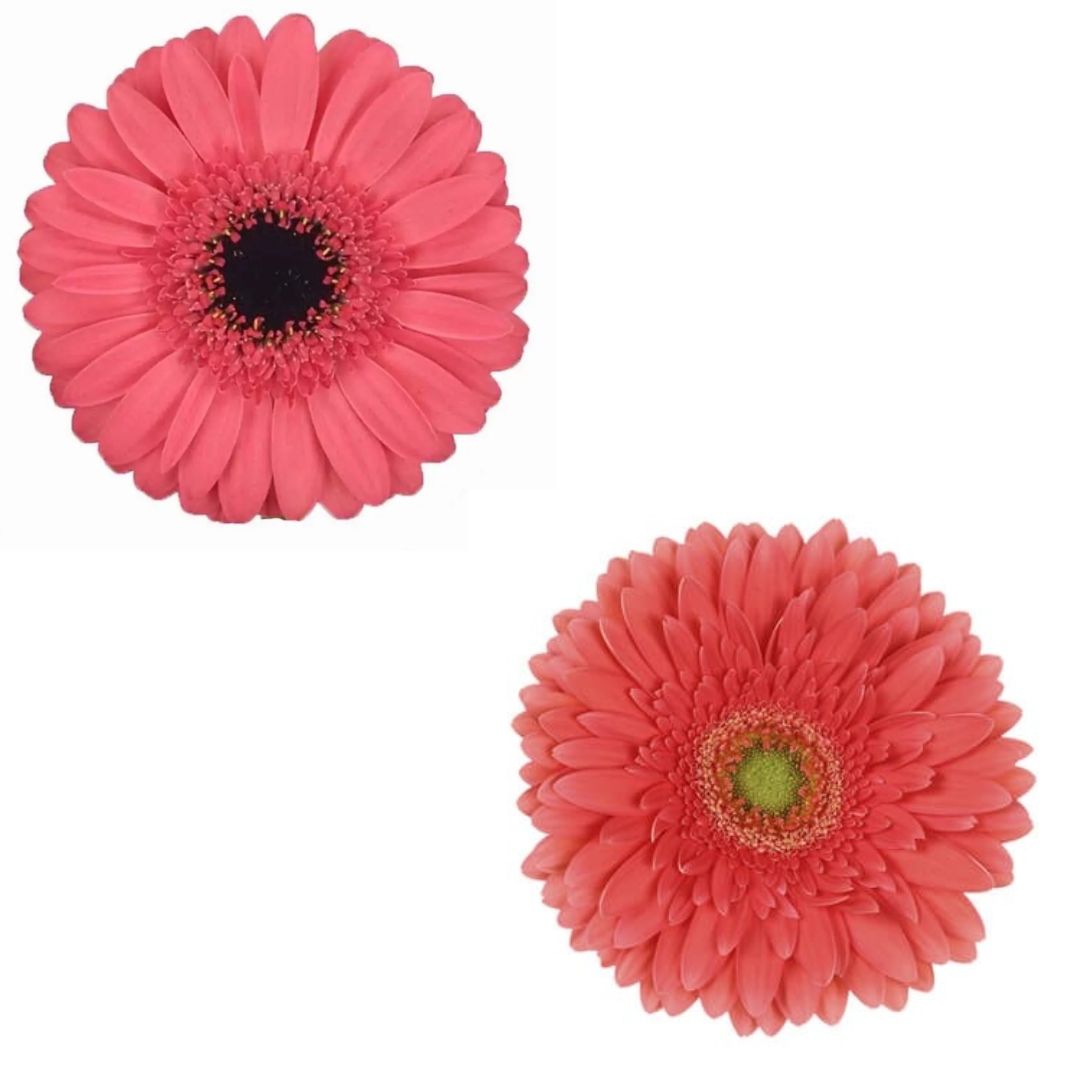 Gerbera
