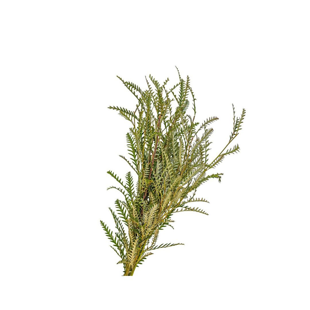 Grevillea