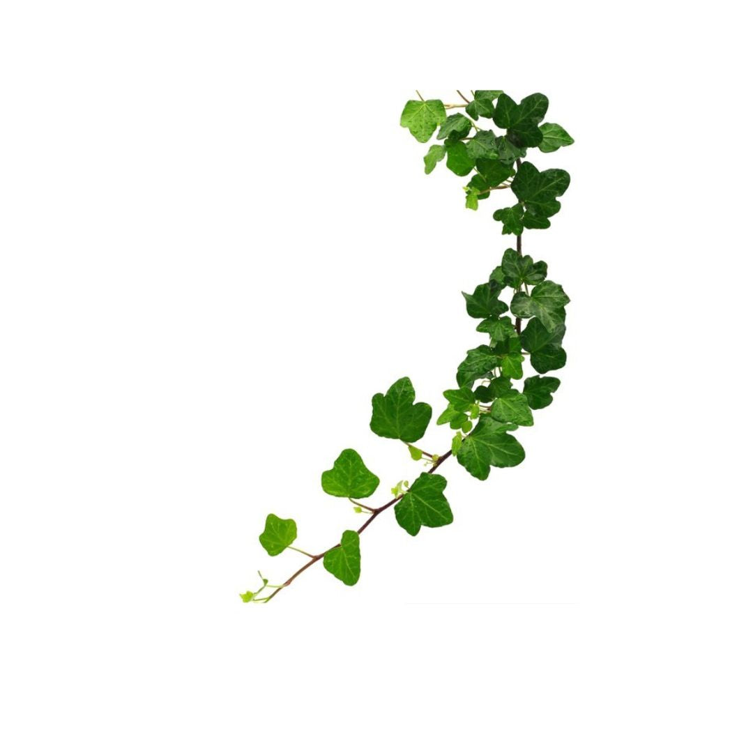 Ivy