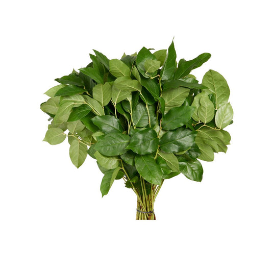 Salal
