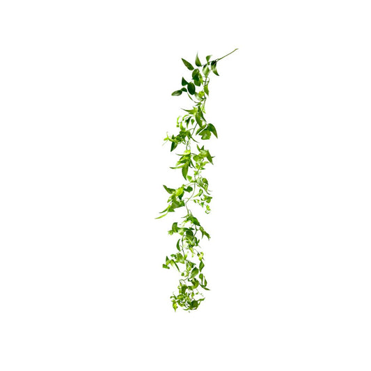 Smilax