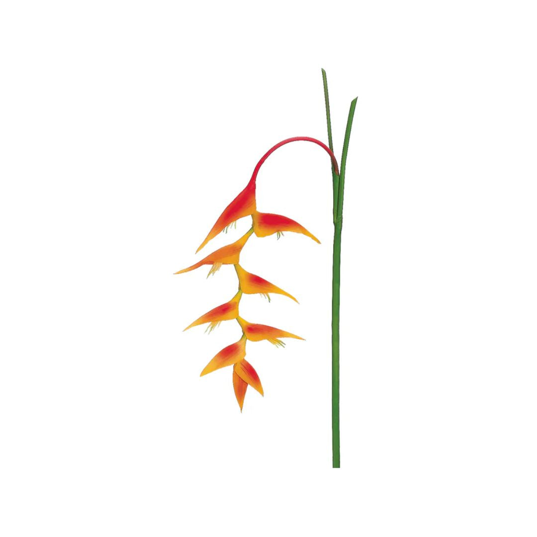Heliconia
