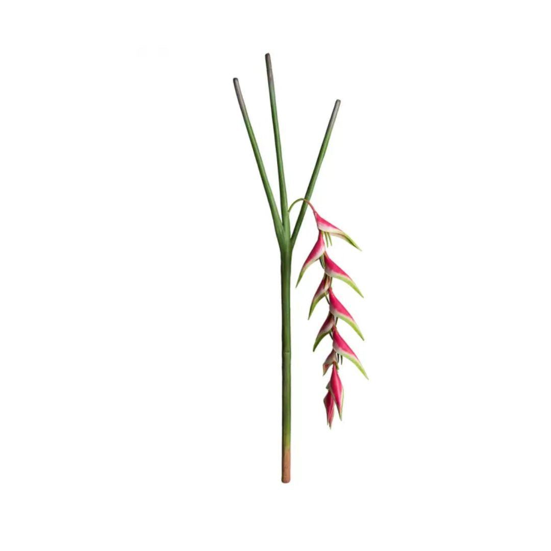 Heliconia