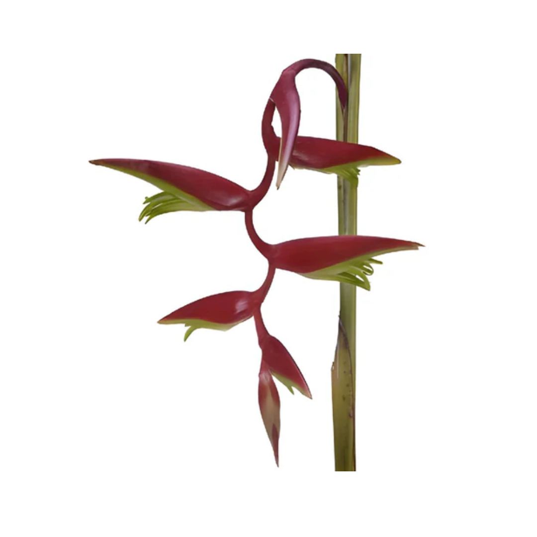 Heliconia