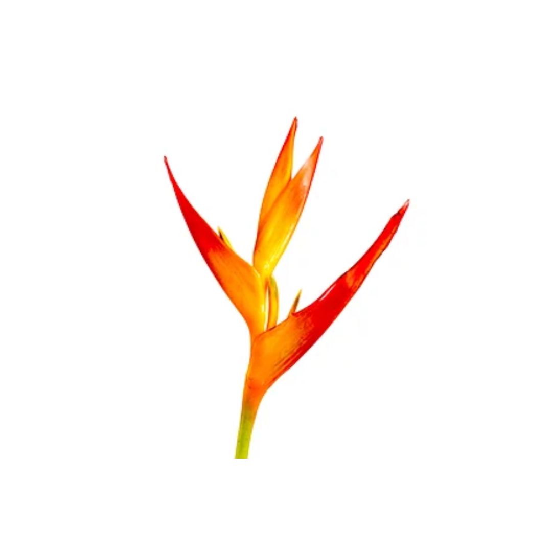 Heliconia