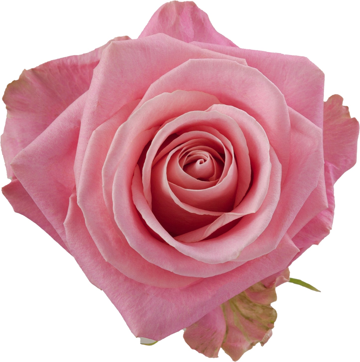 Rose Hermosa