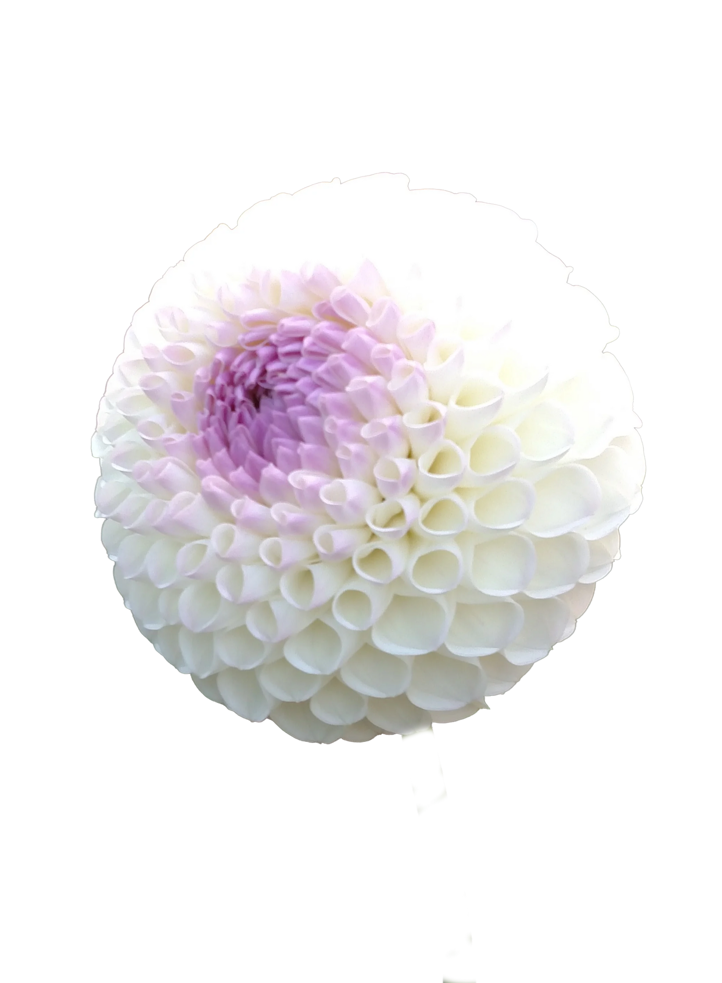 Dahlia