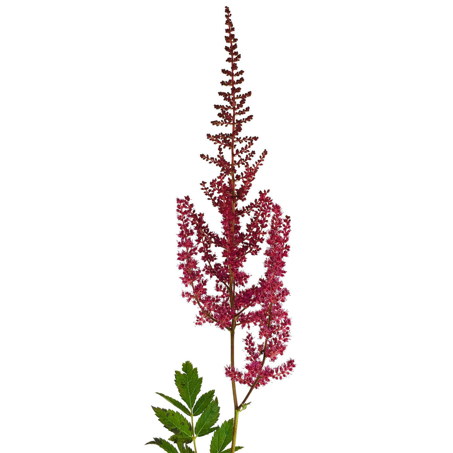 Astilbe