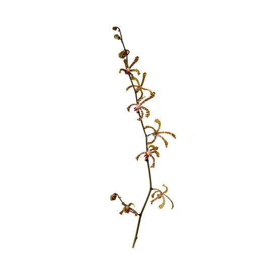 Maggie Orchid