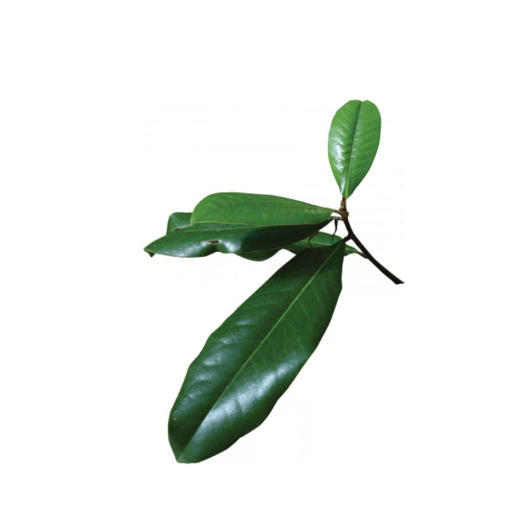 Magnolia Leaf
