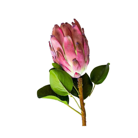 Mink Protea