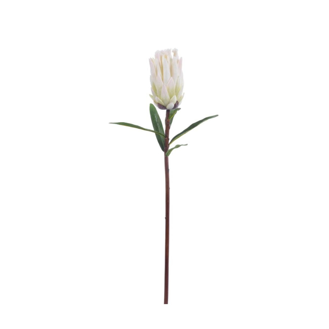 Mink Protea