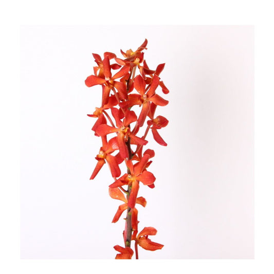 Mokara Orchid