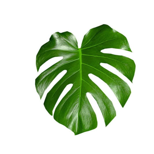 Monstera