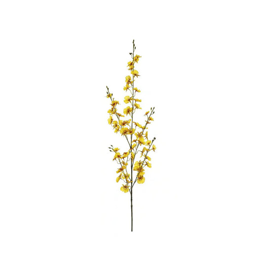 Oncidium Orchid