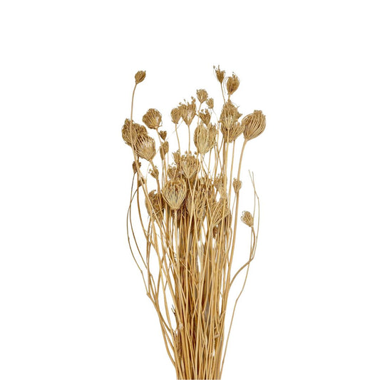 Dried Queen Anne's Lace