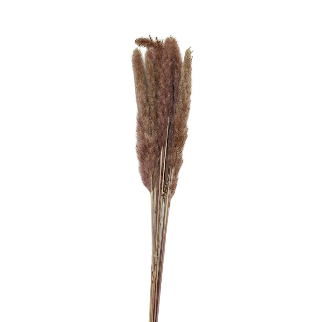 Dried Reed